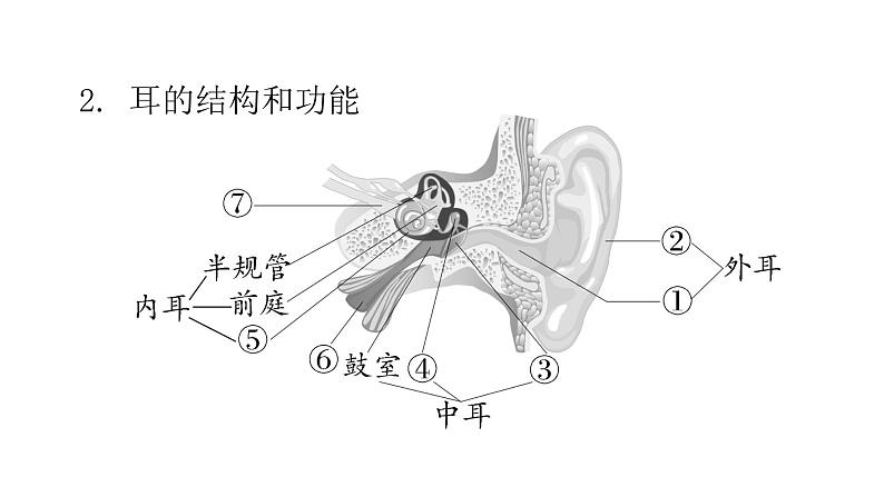 人教版七年级生物下册第六章人体生命活动的调节课件05