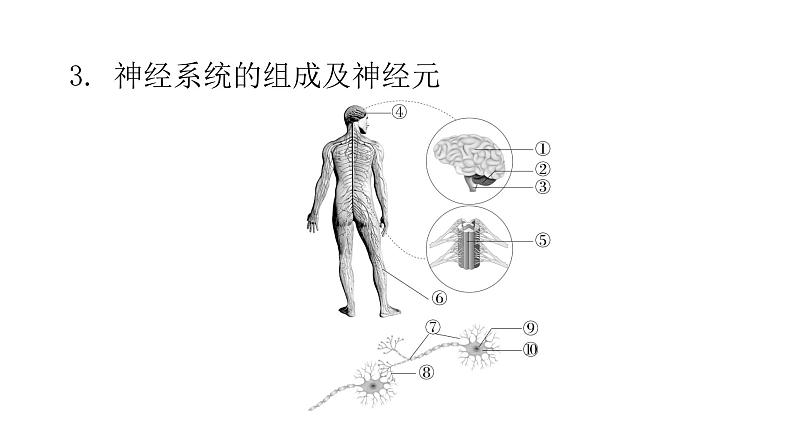 人教版七年级生物下册第六章人体生命活动的调节课件07