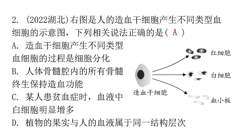 人教版七年级生物下册第四、第五章章末总结课件07