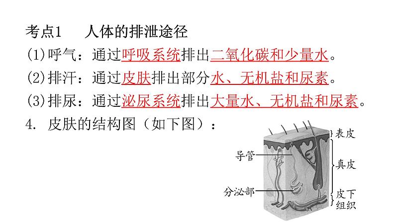 人教版七年级生物下册第五章人体废物的排出练习课件第2页