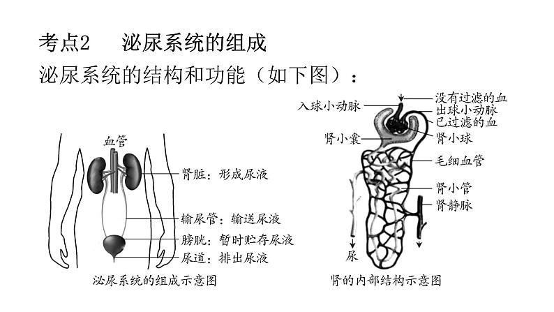 人教版七年级生物下册第五章人体废物的排出练习课件第3页