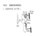 人教版七年级生物下册第五章人体废物的排出练习课件