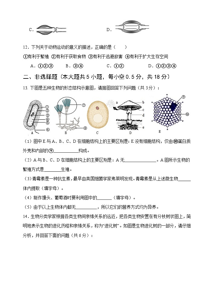 辽宁省沈阳市第十二中学2023-2024学年八年级上学期期中考试生物试题第3页