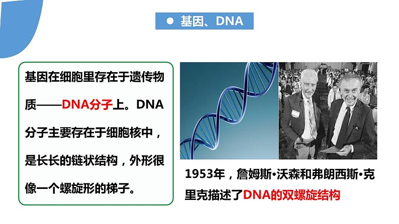 【核心素养】人教版八年级下册7.2.2《基因在亲子代之间传递》课件＋课时练习＋教案（含教学反思）07