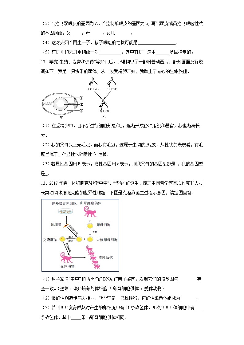 【核心素养】人教版八年级下册7.2.1《基因控制生物的性状》课件＋课时练习＋教案（含教学反思）03