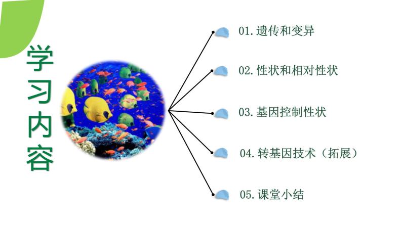 【核心素养】人教版八年级下册7.2.1《基因控制生物的性状》课件＋课时练习＋教案（含教学反思）03