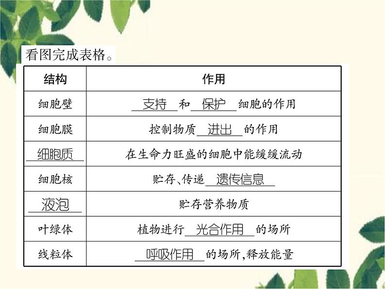 冀少版生物七年级上册 2.1.2 细胞的结构课件03