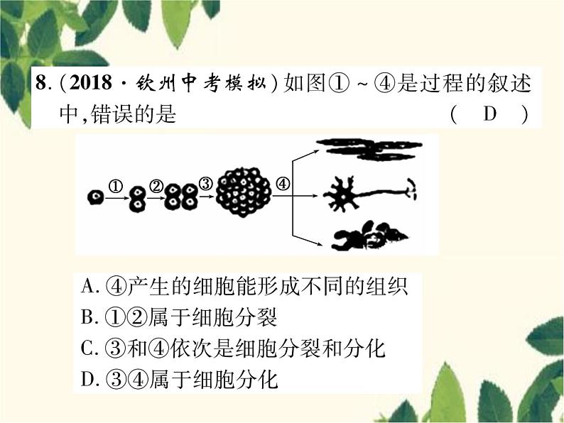 冀少版生物七年级上册 2.2 细胞分化形成组织课件08