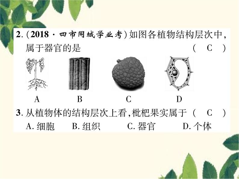 冀少版生物七年级上册 2.3 多细胞生物体课件第6页