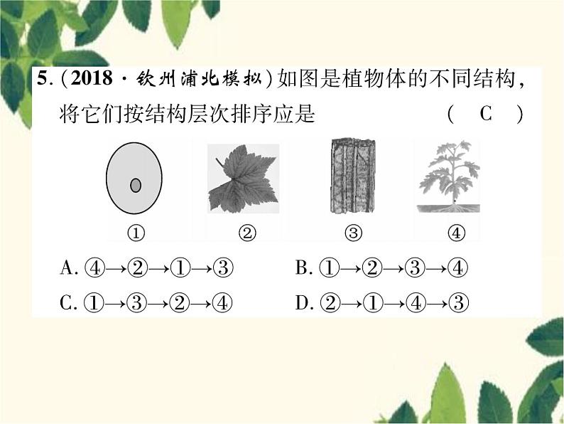 冀少版生物七年级上册 2.3 多细胞生物体课件第8页