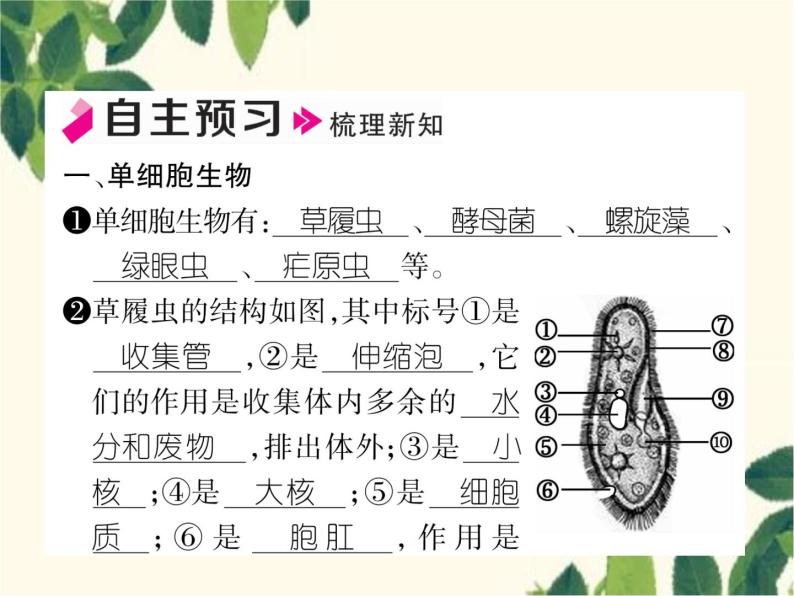 冀少版生物七年级上册 2.4 单细胞生物体课件02