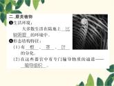 冀少版生物七年级上册 3.4 苔藓植物和蕨类植物课件