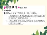 冀少版生物七年級(jí)上冊(cè) 3.5 裸子植物課件