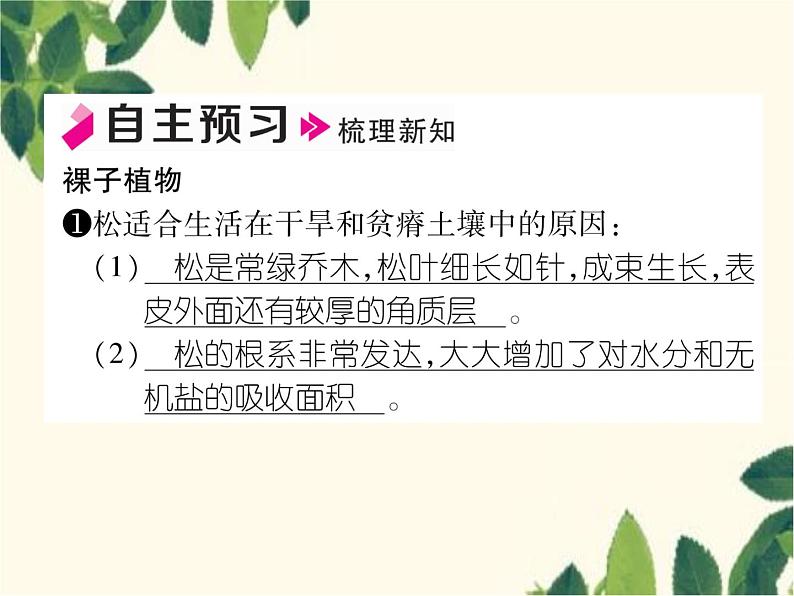 冀少版生物七年级上册 3.5 裸子植物课件02