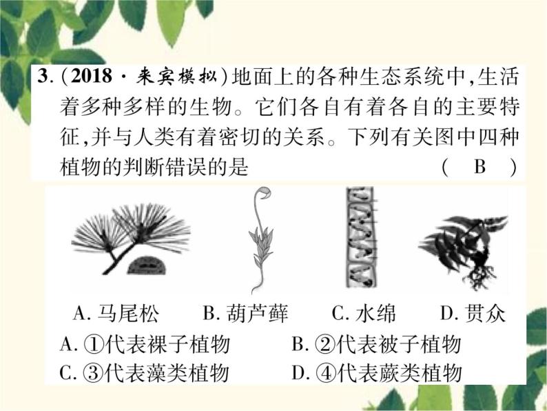 冀少版生物七年级上册 3.5 裸子植物课件07