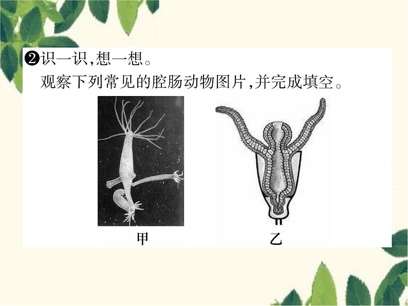 冀少版生物七年级上册 4.2 腔肠动物和扁形动物课件03