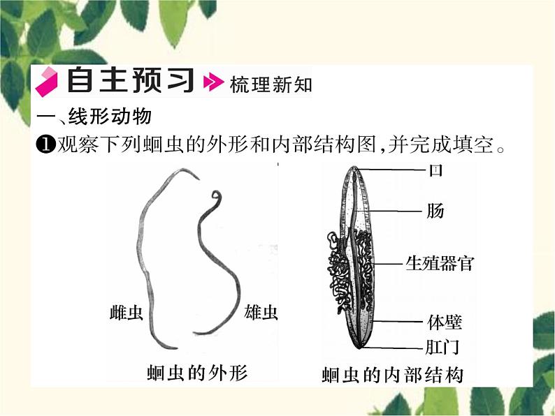 冀少版生物七年级上册 4.3 线形动物和环节动物课件02