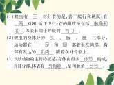 冀少版生物七年级上册 4.5 节肢动物课件