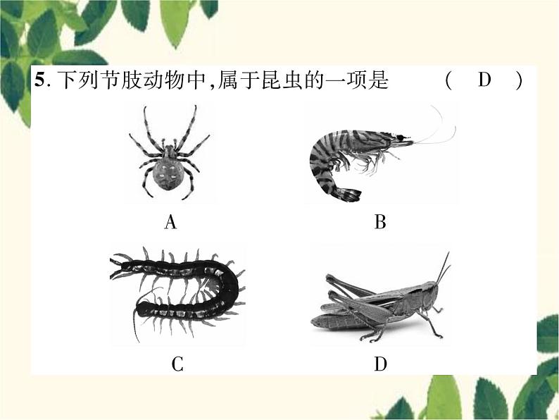 冀少版生物七年级上册 4.5 节肢动物课件08