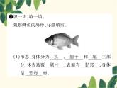 冀少版生物七年级上册 4.6 鱼类课件
