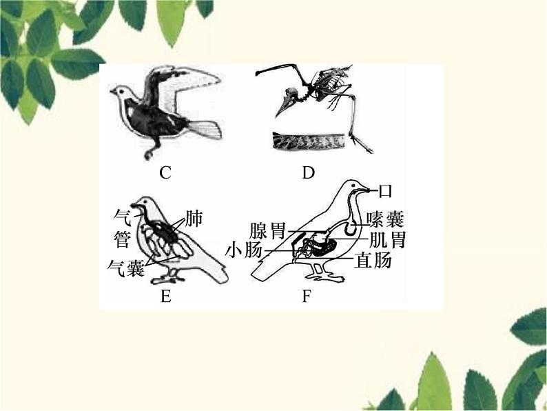 冀少版生物七年级上册 4.8 鸟类课件03