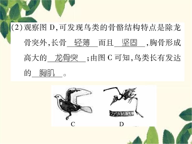 冀少版生物七年级上册 4.8 鸟类课件05