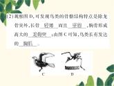 冀少版生物七年级上册 4.8 鸟类课件