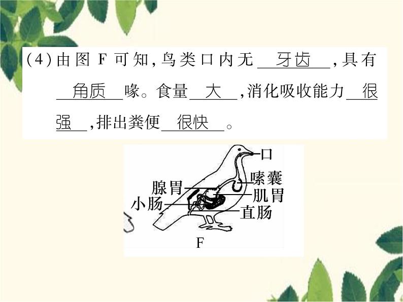 冀少版生物七年级上册 4.8 鸟类课件07