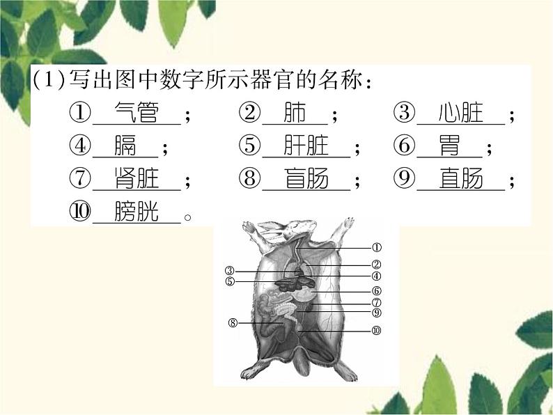 冀少版生物七年级上册 4.9 哺乳类课件03