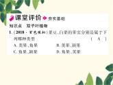 冀少版生物七年級上冊 3.6.1 雙子葉植物課件