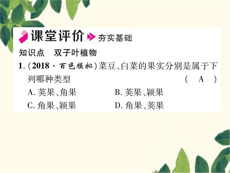 冀少版生物七年级上册 3.6.1 双子叶植物课件04