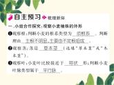 冀少版生物七年級上冊 3.6.2 單子葉植物課件