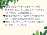 冀少版生物七年級上冊 3.6.2 單子葉植物課件