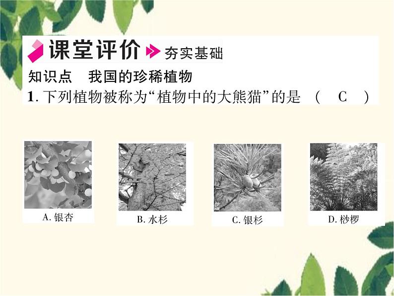 冀少版生物七年级上册 3.7 我国的珍稀植物课件05