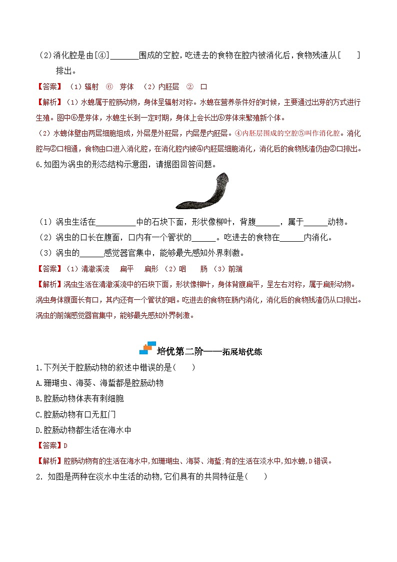 5.1.1 腔肠动物和扁形动物-2022-2023学年八年级生物上册课后培优分级练（人教版）（解析版）第3页