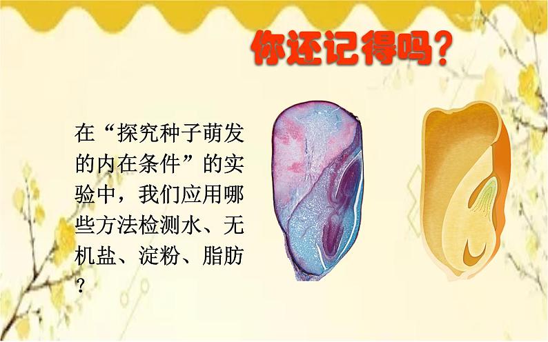 北师大版生物学七年级下册  第8章  人体的营养第1节  人类的食物-课件第4页