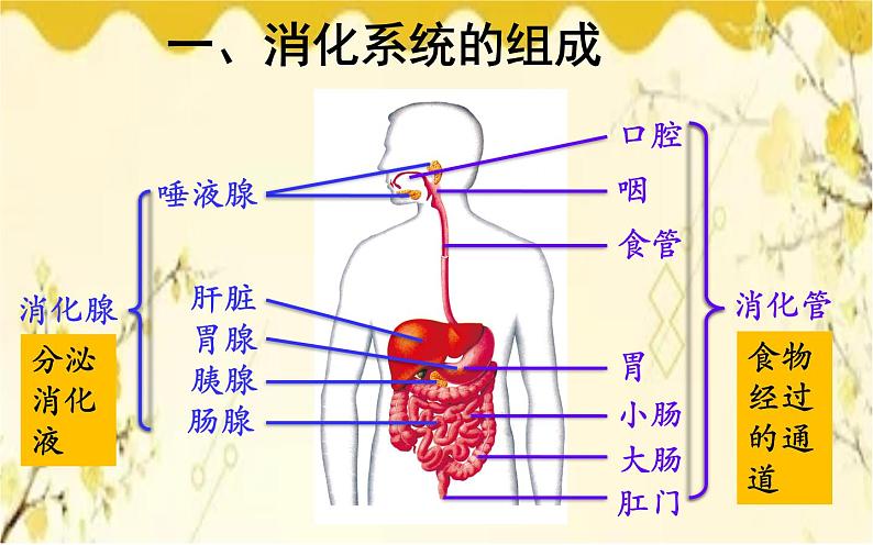 北师大版生物学七年级下册  第8章  人体的营养第1课时  消化系统 的组成和食物的消化-课件06