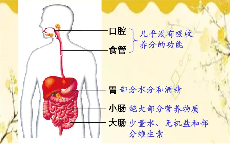 北师大版生物学七年级下册  第8章  人体的营养第2课时  营养物质 的吸收-课件06