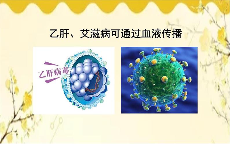 北师大版生物学七年级下册  第9章  人体内的物质运输第1节  血液-课件第4页