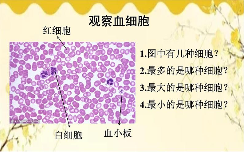 北师大版生物学七年级下册  第9章  人体内的物质运输第1节  血液-课件第8页