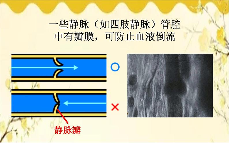 北师大版生物学七年级下册  第9章  人体内的物质运输第1课时  血管和心 脏-课件07