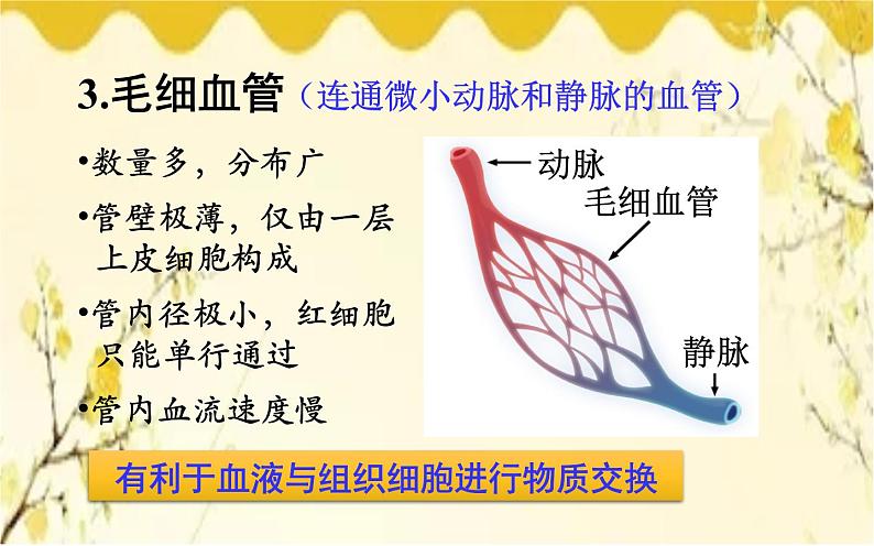 北师大版生物学七年级下册  第9章  人体内的物质运输第1课时  血管和心 脏-课件08