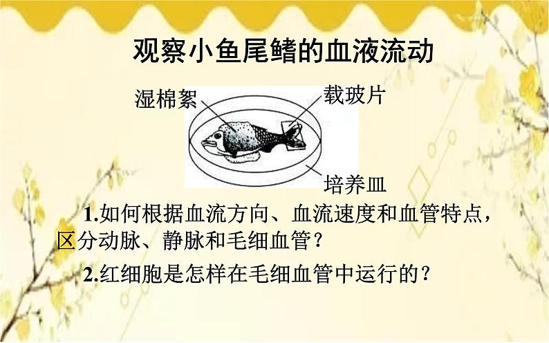 北师大版生物学七年级下册  第九章 第二课时  血液循环、血压和脉搏-课件02