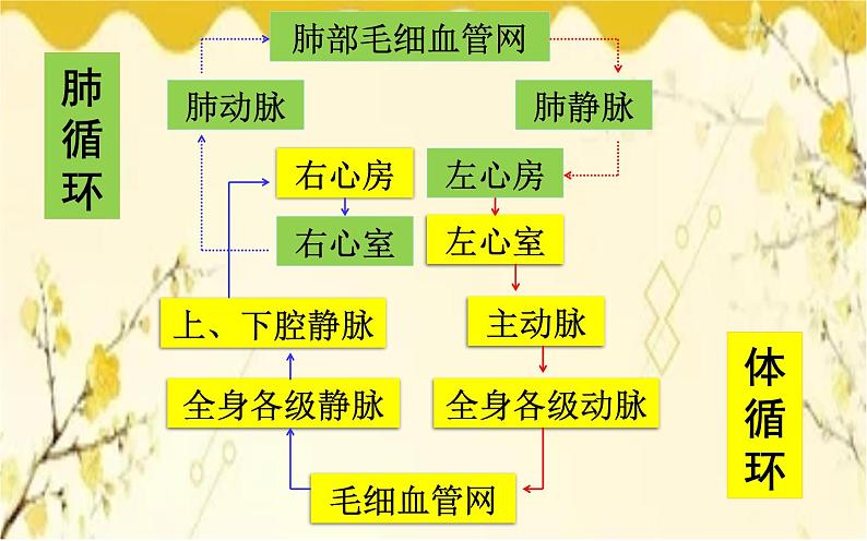 北师大版生物学七年级下册  第九章 第二课时  血液循环、血压和脉搏-课件04