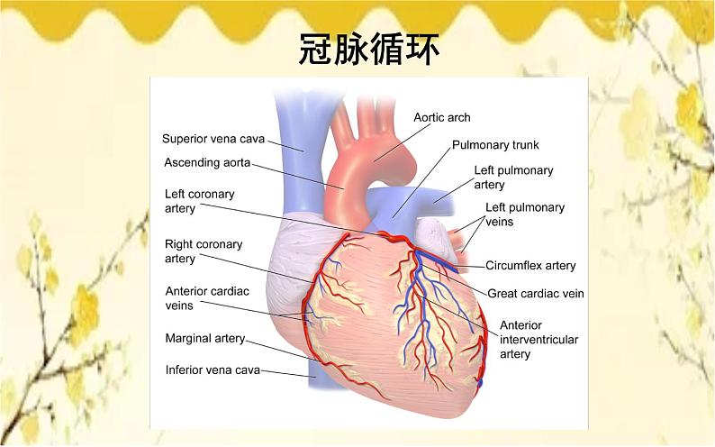 北师大版生物学七年级下册  第九章 第二课时  血液循环、血压和脉搏-课件08