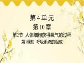 北师大版生物学七年级下册  第10章  人体的能量供应第1课时  呼吸系统 的组成-课件