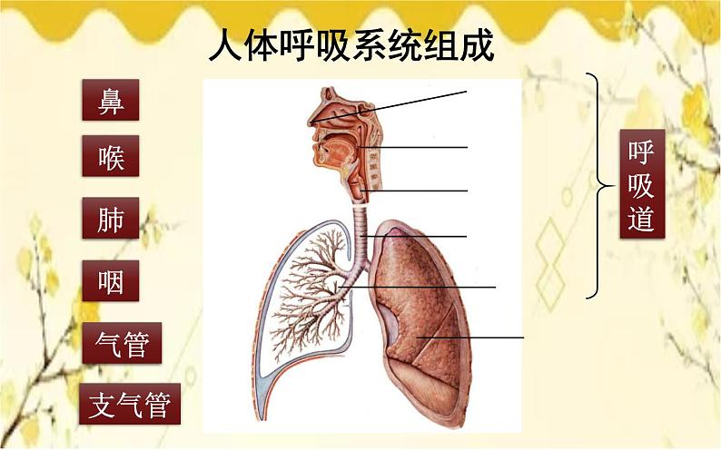 北师大版生物学七年级下册  第10章  人体的能量供应第1课时  呼吸系统 的组成-课件05