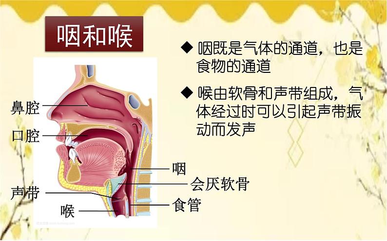 北师大版生物学七年级下册  第10章  人体的能量供应第1课时  呼吸系统 的组成-课件08