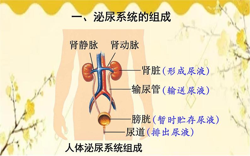 北师大版生物学七年级下册  第11章  人体代谢废物的排出第2节  尿的形成与 排出-课件03