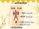 北师大版生物学七年级下册  第11章  人体代谢废物的排出第2节  尿的形成与 排出-课件